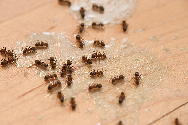 Best Ant Control Services  in Ingalls Park, IL